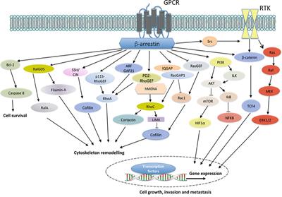 Frontiers | New Routes In GPCR/β-Arrestin-Driven Signaling In Cancer ...